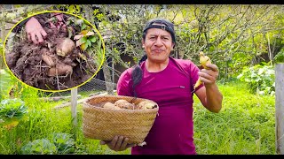 ASÍ COSECHÓ LAS RACACHAS CON MI PAPÁ [upl. by Cherian]