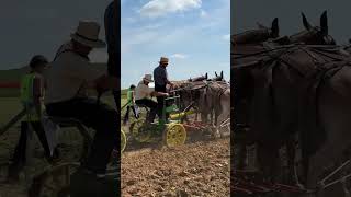 Belgian mules pulling a White Horse leversteering forecast hooked to a plow at HPD 2024 [upl. by Griffiths586]