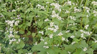 Plantas de adubação verde trigomourisco milheto naboforrageiro feijãocaupi e feijãoarroz [upl. by River]