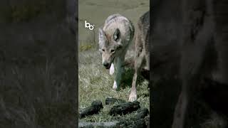 LOUP VS HOMME 🐺💥  Qui Gagnera  animals wolf predator alpha fighting survival apex nature [upl. by Willner]