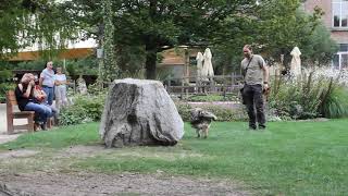 Roofvogelshow in Planckendael [upl. by Haldi]