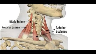 Two Minutes of Anatomy Scalenes [upl. by Glen]