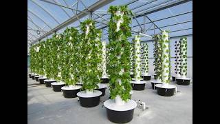 We Were Amazed Surprising Aeroponic Garden Results [upl. by Winsor]