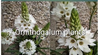 How to grow n care of Ornithogalum plantsChincherincheeOrnithoqalum youtubeshorts shortvideo [upl. by Pirali]