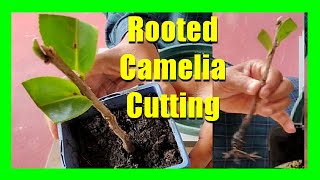 How To Grow Camellias From Cuttings  Camellia Plant Propagation From Cuttings [upl. by Ynalem62]