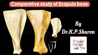 Comparative study of Scapula bone Veterinary Osteology Dr KPSharon Nancy Nikhila [upl. by Ettesel448]