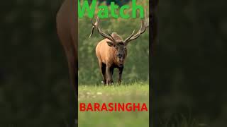 barasingha [upl. by Apps335]