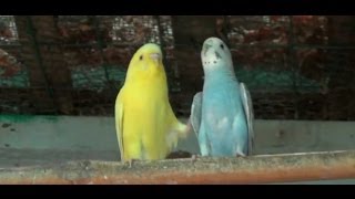 Loving Moments of Love Birds 1080p HD [upl. by Anal]