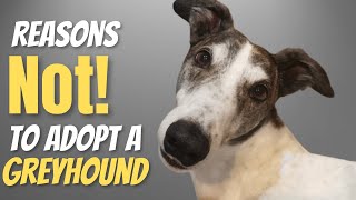 Reason Not to Adopt a Greyhound [upl. by Dusa]