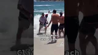 Why are SEALS attacking people Clifton Beach Attack Cape Town [upl. by Paderna]