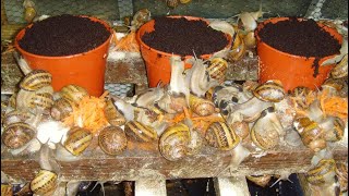 Snail Farming  How To Sterilize Soil for Snail Farming  soil Testing  Complete Beginners Guide [upl. by Senilec]