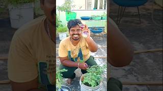 Harvest day episode 8 😋🏡organicfarming organic harvest [upl. by Norak]