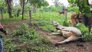 PEGANDO NOVILHA BRAVA NO VIZINHO A bicha é bruta demais [upl. by Cence]