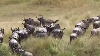 Wildebeest Migration Mara River Crossing Tanzania [upl. by Seana561]