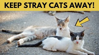 How To Get Rid Of Stray Cats Permanently Tried amp Tested [upl. by Flin]