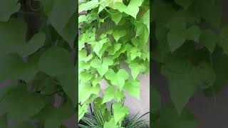 Sweet Potato Vine  Treasure Island Makatea  Beautiful bright green vine [upl. by Argile]