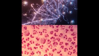 MÉTABOLISME BIOCHIMIQUE BACTERIEN 2 [upl. by Ylicis325]