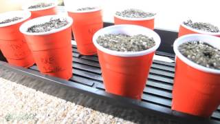 Day 5 Germination and Seedlings [upl. by Zoila]