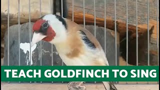 Goldfinch Song for Training 🔊 Goldfinch Singing Stimulation [upl. by Eanal]