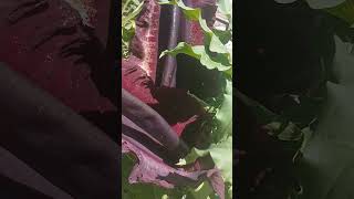 Dracunculus vulgaris florecida con moscas [upl. by Henrion199]