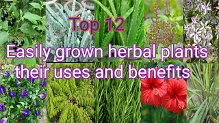 Top 12 Easily grown herbal plants and their uses benefitsMedicinal plant grown at homeUrdu hindi [upl. by Ataliah339]