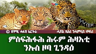 ምስፍሕፋሕ ሕሩም ሕዛእቲ ኣብ ንዞባ ጊንዳዕ  DimTsi Hafash Eritreaድምጺ ሓፋሽ ኤርትራ [upl. by Nav60]