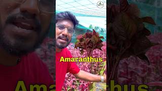 Red Amaranthus ❤️￼ ₹10  Agrotill  farming agriculture shorts [upl. by Hedgcock]