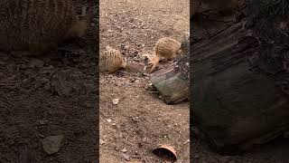 Meerkats at Filey Bird Garden and Animal Park [upl. by Shiff756]