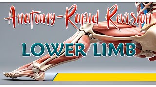 Anatomy of Lower Limb  Rapid revision By Dr Krishna Sahith [upl. by Dohsar]