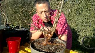 Yamadori Bonsai aus dem Wald und in den Topf eine Lärche entsteht [upl. by Nolte682]