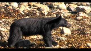 Ocean Outfitters Tofino whale watching [upl. by Gipson309]