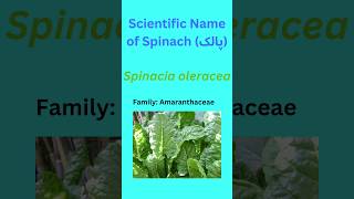 scientific name of Spinach Spinacia oleracea spinachbotany biology planttaxonomy [upl. by Fotina]