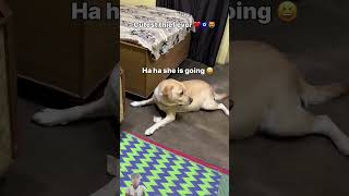 dog female Kaise Layalabradordogloverpuppytrending labradorretrieverlabradogs youtubeshorts [upl. by Lecirg]