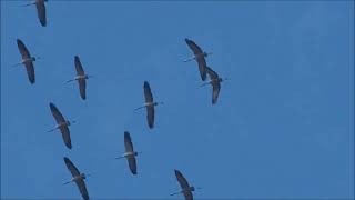 2023 début mars vols de grues cendrées dans le ciel provençal Grus grus  Common Crane [upl. by Aikehs217]