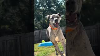 that nosey neighbor greatdane [upl. by Yearwood]