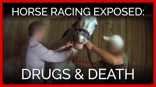 Horse Racing Exposed Drugs and Death [upl. by Kee568]