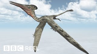 How to ride a pterosaur according to science  BBC REEL [upl. by Roley]