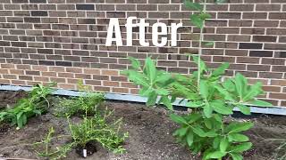 Stony Brook University Life Sciences Building Planting Before and After [upl. by Nylek248]