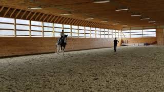 Clydesdale Dressage Crusader [upl. by Lorelei]