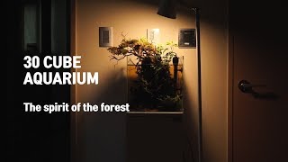 30cm Cube aquarium aquascape The spirit of the forest [upl. by Scherman]