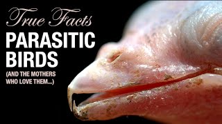 True Facts Parasitic Birds [upl. by Zanas509]