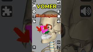 Vomer  Nasal bone  Anatomy medical 3d anatomy bones head neck nose shorts [upl. by Nytsirc]