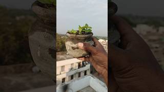 How to grow jaam from seeds🌱😍 indianfarmer terracegardening kitchengardning balconygarden short [upl. by Yeniffit801]