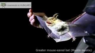 Greater mouseeared bat [upl. by Frodin]