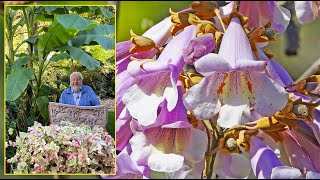 PAULOWNIA ARBRE IMPÉRIAL  DES FEUILLES ÉNORMES ET DES FLEURS BLEUES Le Quotidien du Jardin N°433 [upl. by Wayolle]