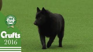 The Schipperke  Exclusive Behind the Scenes with Best of Breed Winner  Crufts 2016 [upl. by Francie747]