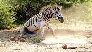 Burchells Zebra and their Playfulness [upl. by Casilda]