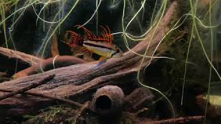 Blackwater aquascape with baby Apistogramma [upl. by Philips]