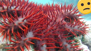 Coral killer The Crown of Thorns Starfish [upl. by Viviane]