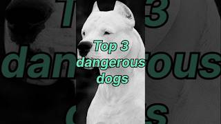 Discover Top 3 Dangerous Dogs shorts ytshorts shortsfeed anime dog cat dogs AnimalHT2721 [upl. by Cindelyn363]